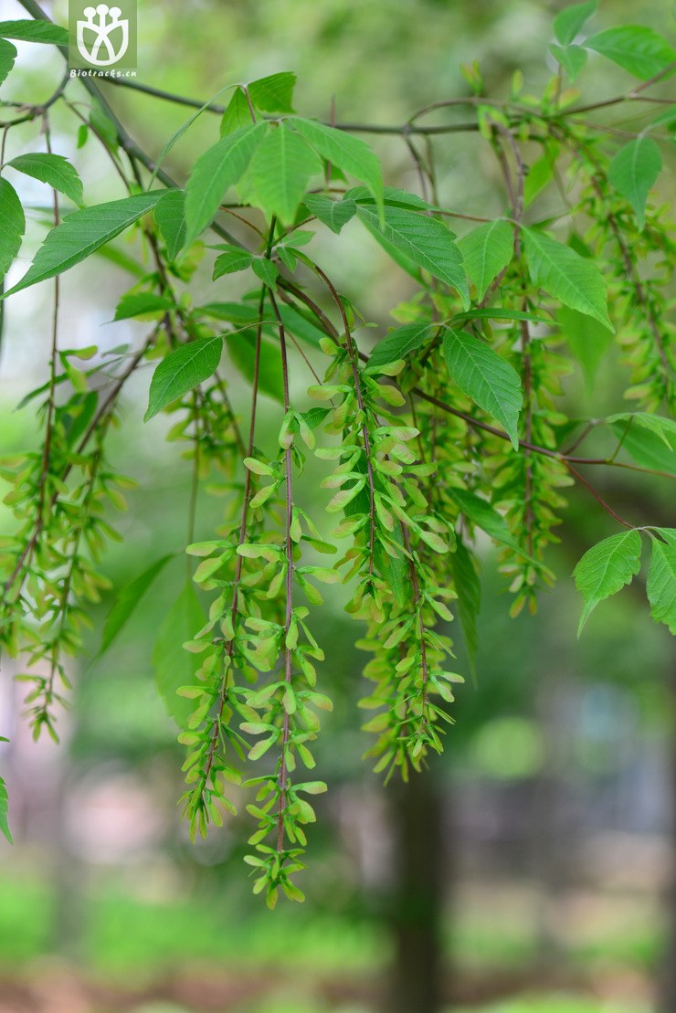 建始槭(acer henryi) (2).jpg 相邻时间拍摄的照片    31张