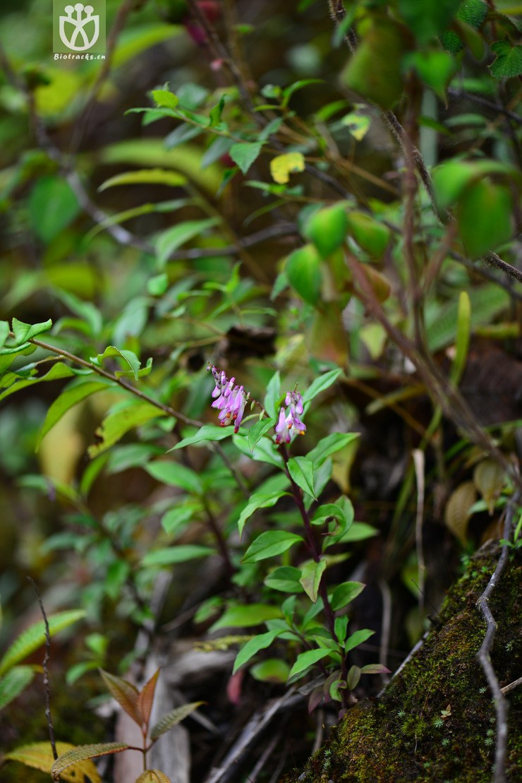 密花远志(polygala karensium) (11).jpg 相邻时间拍摄的照片      张