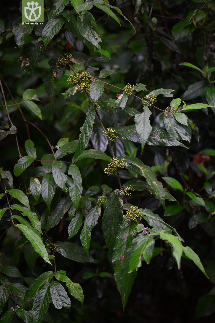 红紫珠(callicarpa rubella) (4).jpg 相邻时间拍摄的照片      张