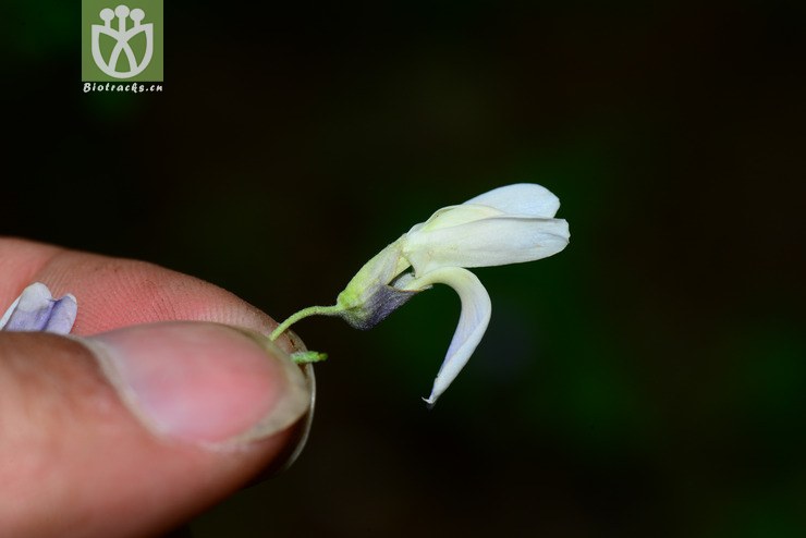 白刺花(sophora davidii) (4).jpg 相鄰時間拍攝的照片 31張