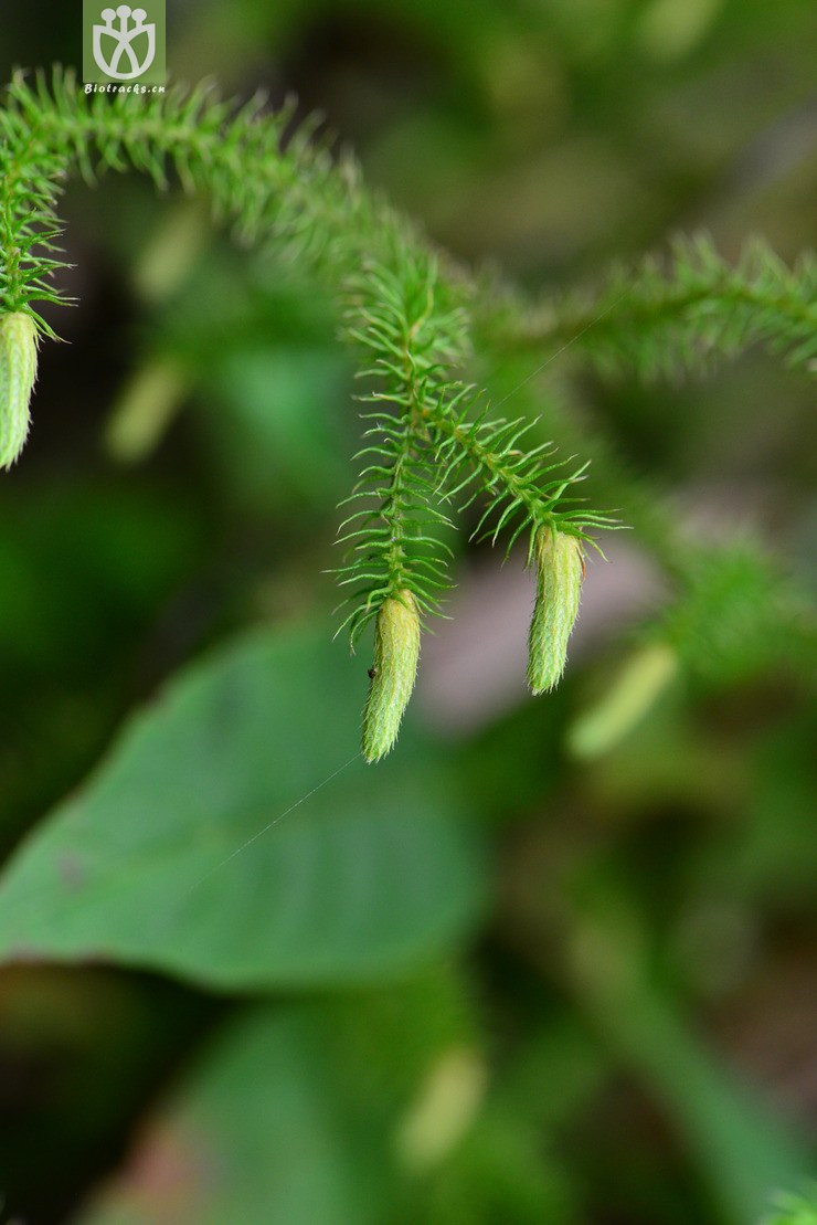 垂穗石松(palhinhaea cernua) (6).jpg 相邻时间拍摄的照片      张