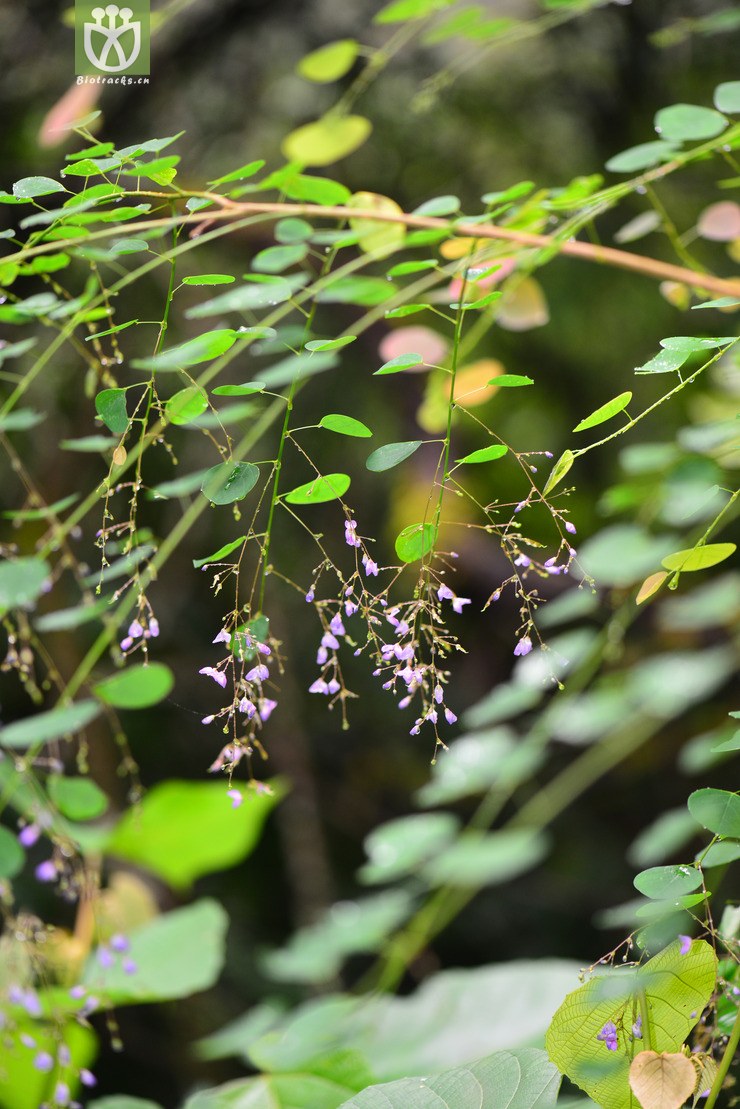 肾叶山蚂蝗(desmodium renifolium) (5).