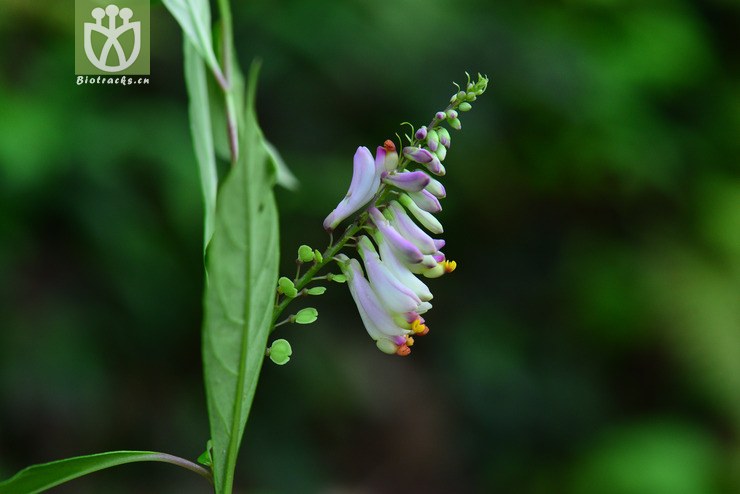 密花远志(polygala karensium) (0).jpg 相邻时间拍摄的照片    31张