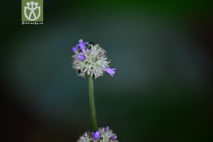 长节耳草(hedyotis uncinella) (3).jpg 相邻时间拍摄的照片      张