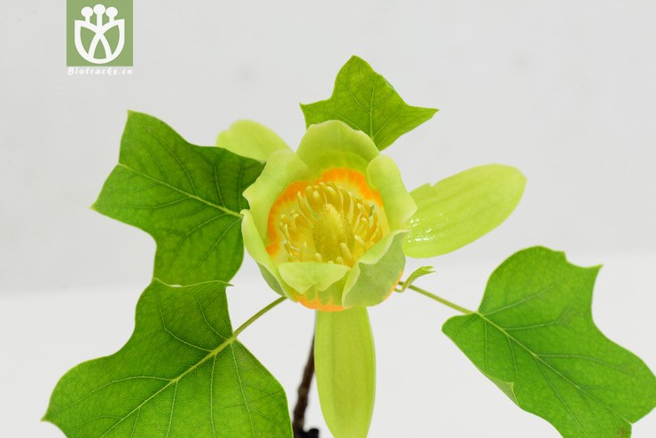 北美鵝掌楸(liriodendron tulipifera) (6).