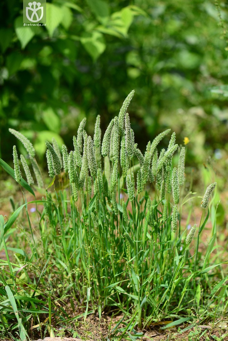 图片信息-kingdonia-植物云数据