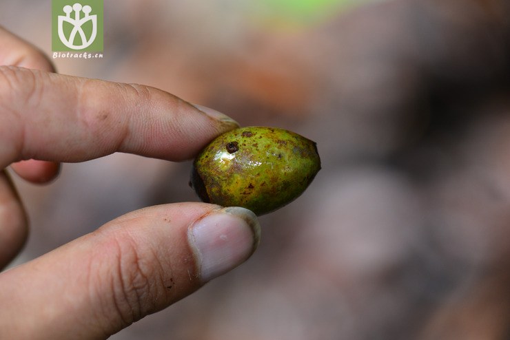 山龙眼属(helicia) (2).jpg 相邻时间拍摄的照片      张