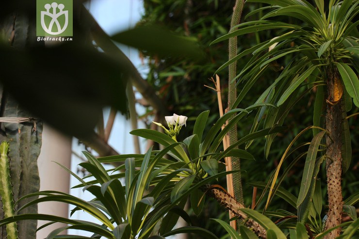 狼牙棒(pachypodium geayi) (0)jpg 相邻时间拍摄的照片      张