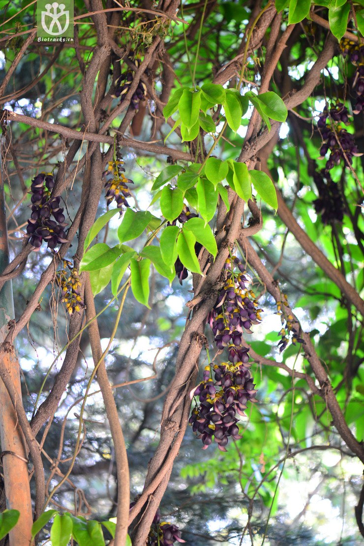 常春油麻藤(mucuna sempervirens) (9).jpg