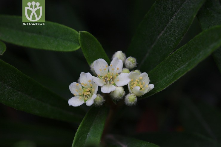 窄叶火棘(pyracantha angustifolia) (6).