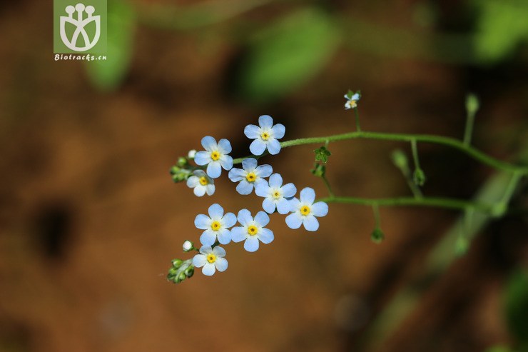 钝萼附地菜(trigonotis peduncularis var amblyosepala) (8)