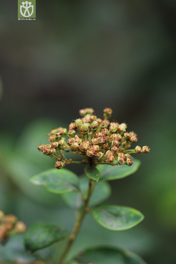 毛果绣线菊(spiraea trichocarpa(18.