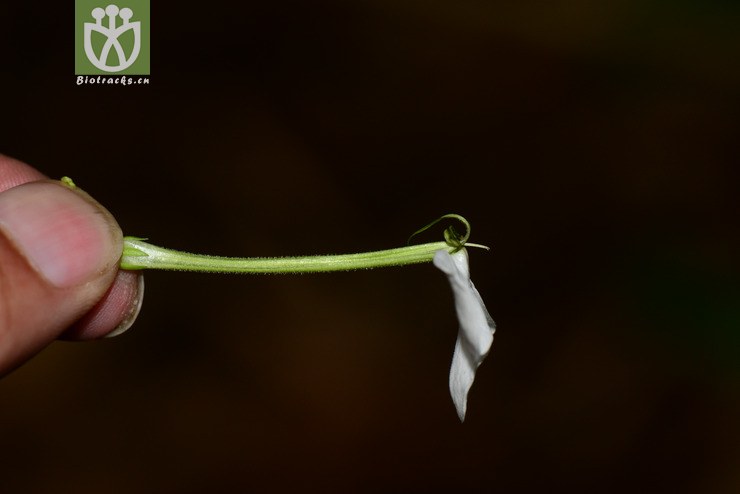 滇靈枝草(rhinacanthus beesianus) (23).