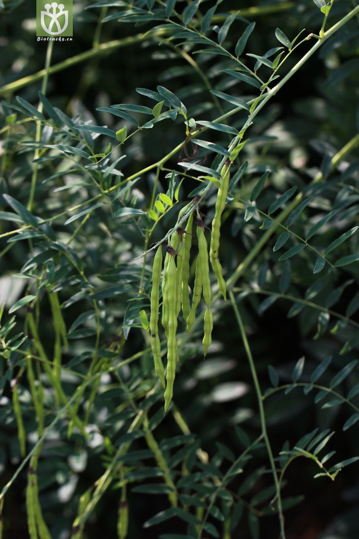 苦参(sophora flavescens) (1).jpg 相邻时间拍摄的照片      张