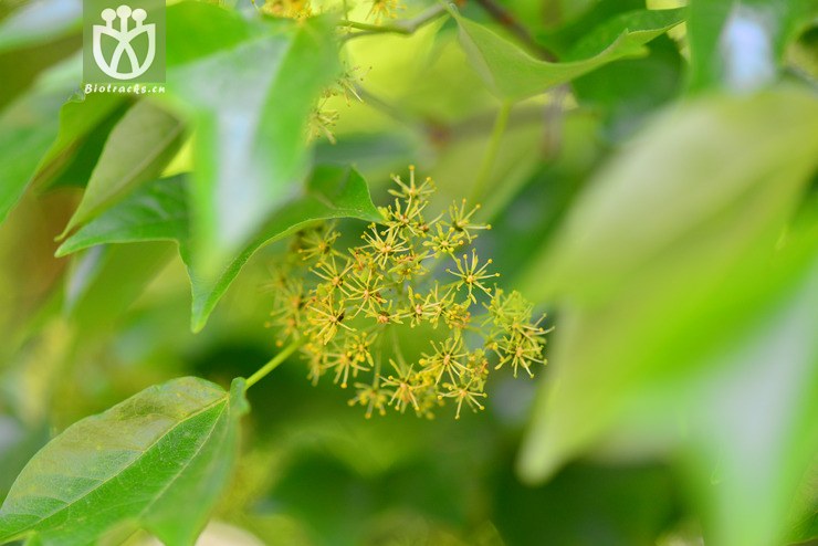 三角槭(acer buergerianum) (1).jpg 相邻时间拍摄的照片      张