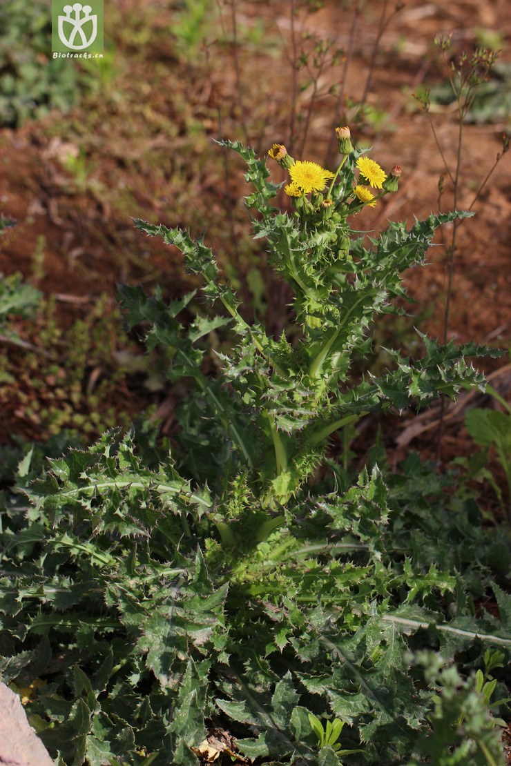 花叶滇苦菜(sonchus asper) (1).jpg 相邻时间拍摄的照片      张