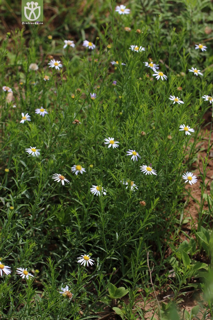 阿尔泰狗娃花(aster altaicus) (3).jpg 相邻时间拍摄的照片      张
