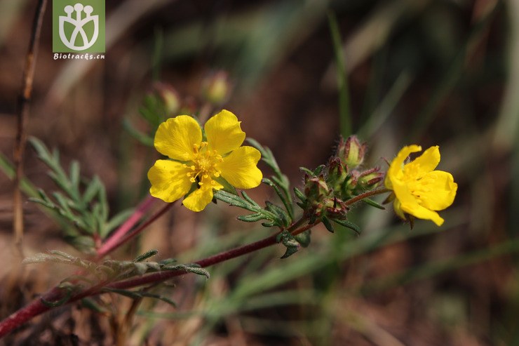 多茎委陵菜(potentilla multicaulis) (1).