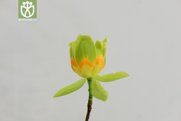 北美鵝掌楸(liriodendron tulipifera) (10).