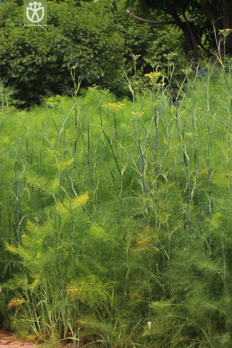 茴香(foeniculum vulgare) (0).jpg 相邻时间拍摄的照片      张