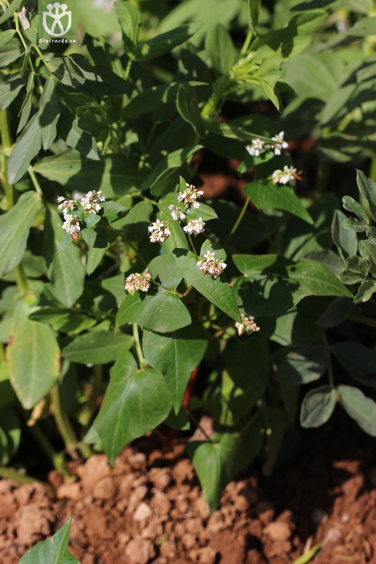 荞麦(fagopyrum esculentum) (0).jpg 相邻时间拍摄的照片      张