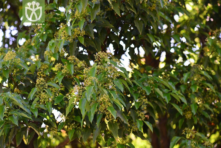 金沙槭(acer paxii) (7).jpg 相邻时间拍摄的照片      张