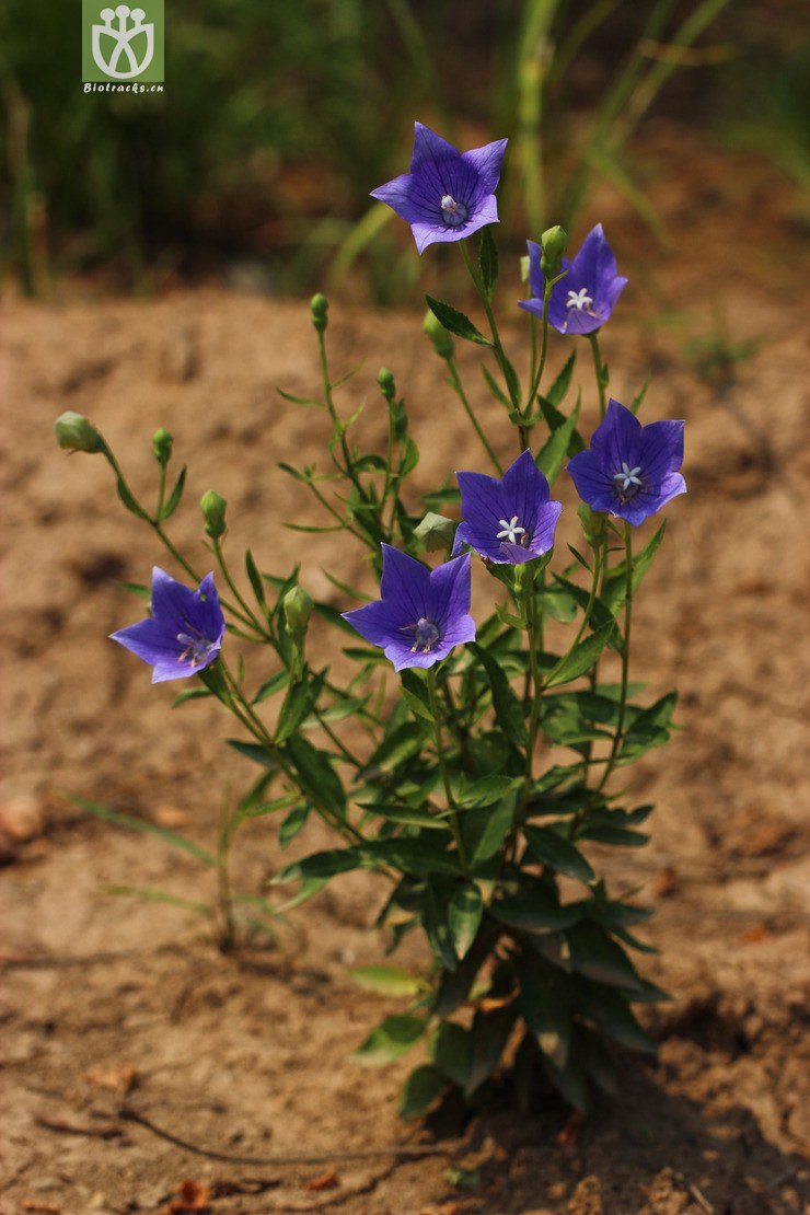 桔梗(platycodon grandiflorus) (0).jpg 相邻时间拍摄的照片      张