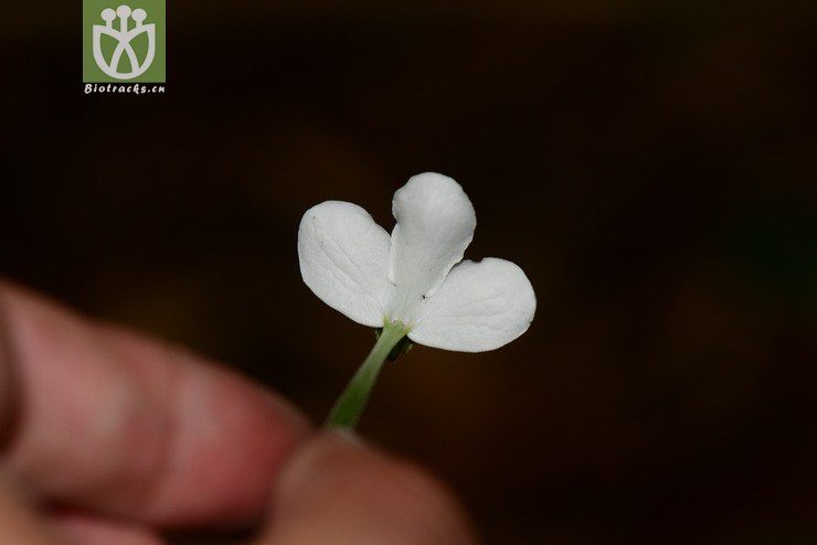 滇靈枝草(rhinacanthus beesianus) (22).