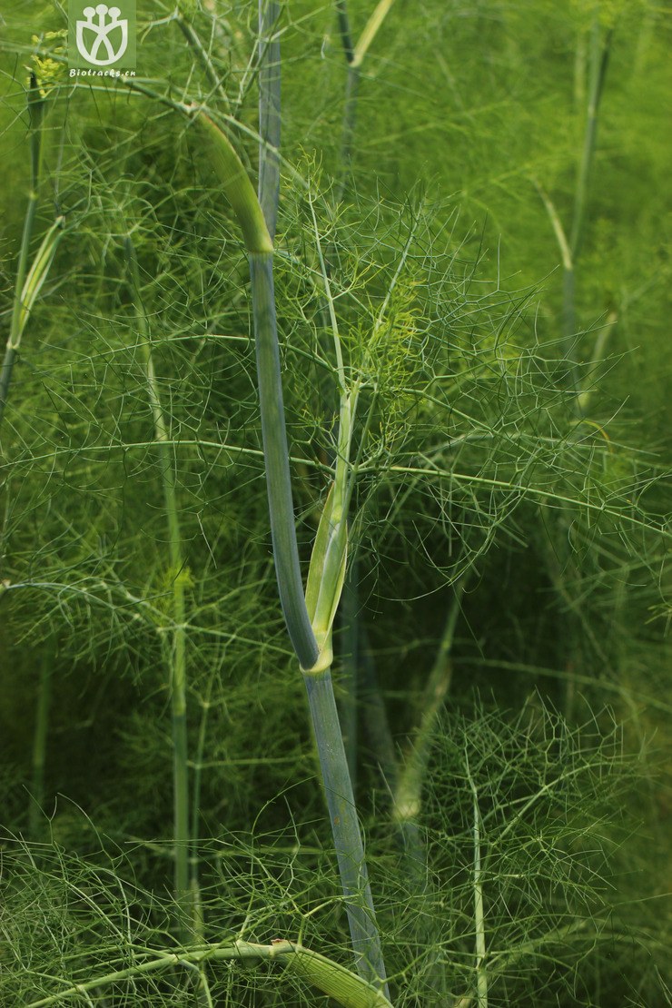 茴香(foeniculum vulgare) (5).jpg 相邻时间拍摄的照片      张