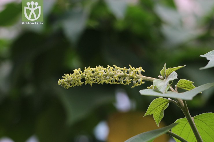 白背叶(mallotus apelta) (2).jpg 相邻时间拍摄的照片      张