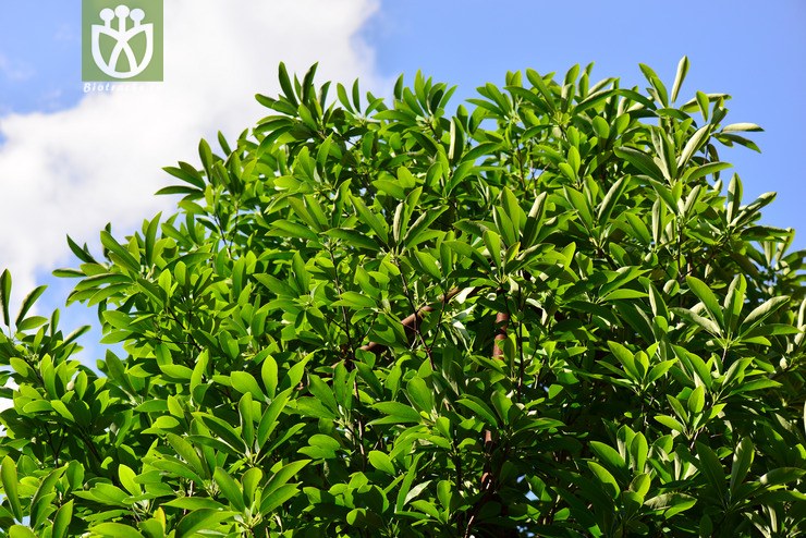 落叶木莲(manglietia decidua) (0).jpg 相邻时间拍摄的照片      张