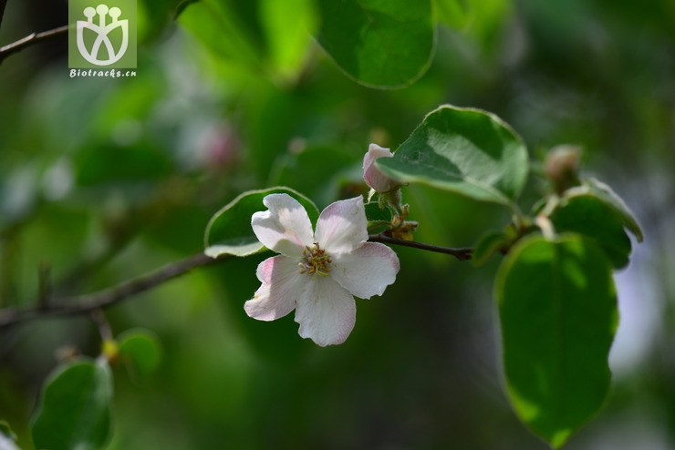 榅桲(cydonia oblonga) (13).jpg