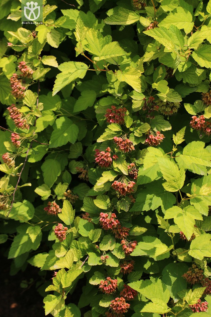 图片信息-kingdonia-植物云数据