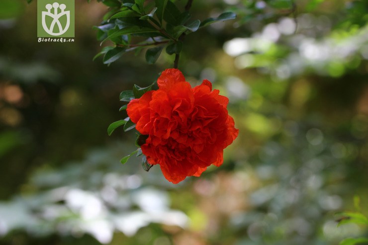 重瓣红石榴(punica granatum cv. planiflora) (5).