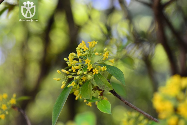 短萼海桐(pittosporum brevicalyx) (8).