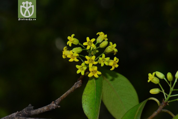 短萼海桐(pittosporum brevicalyx) (24).