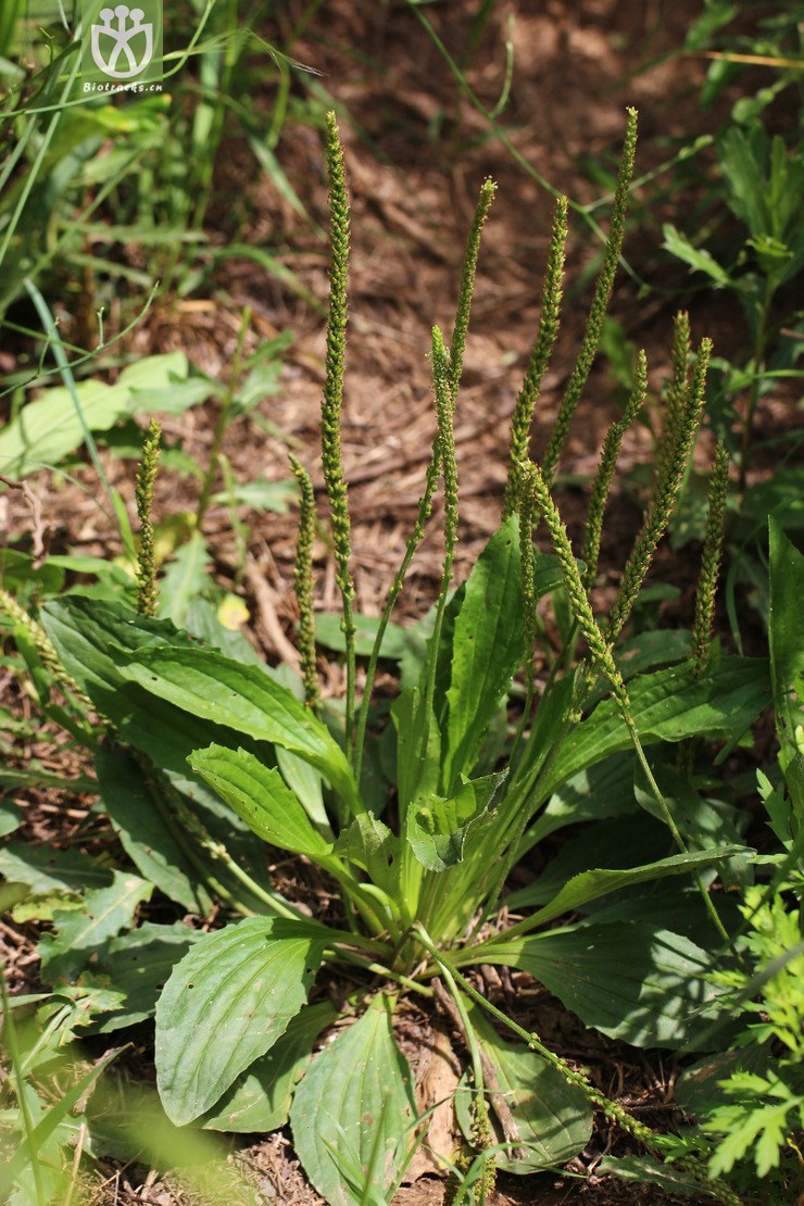 平车前(plantago depressa) (4).jpg 相邻时间拍摄的照片      张