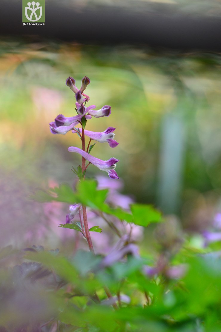 金钩如意草(corydalis taliensis) (0).