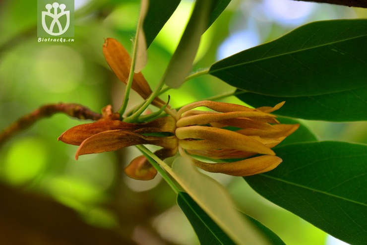 落叶木莲(manglietia decidua) (7).jpg