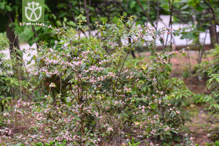 蓪梗花(abelia uniflora) (1).jpg 相邻时间拍摄的照片      张