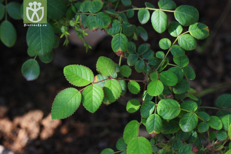 扁刺蔷薇(rosa sweginzowii) (1).jpg 相邻时间拍摄的照片      张