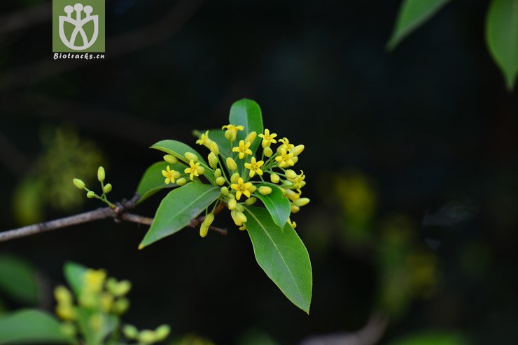 短萼海桐(pittosporum brevicalyx) (7).