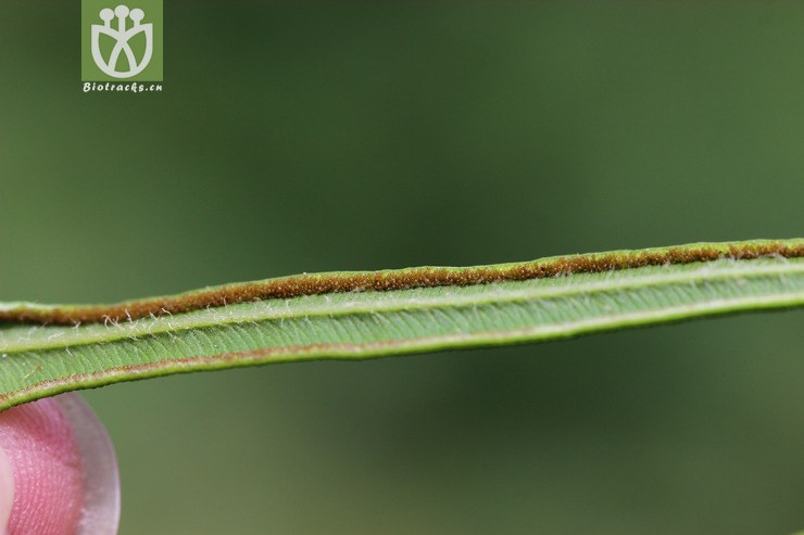 凤尾蕨孢子图片图片