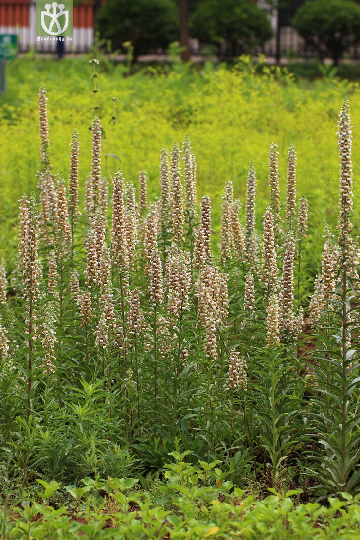 毛花洋地黄 (6).jpg 相邻时间拍摄的照片      张