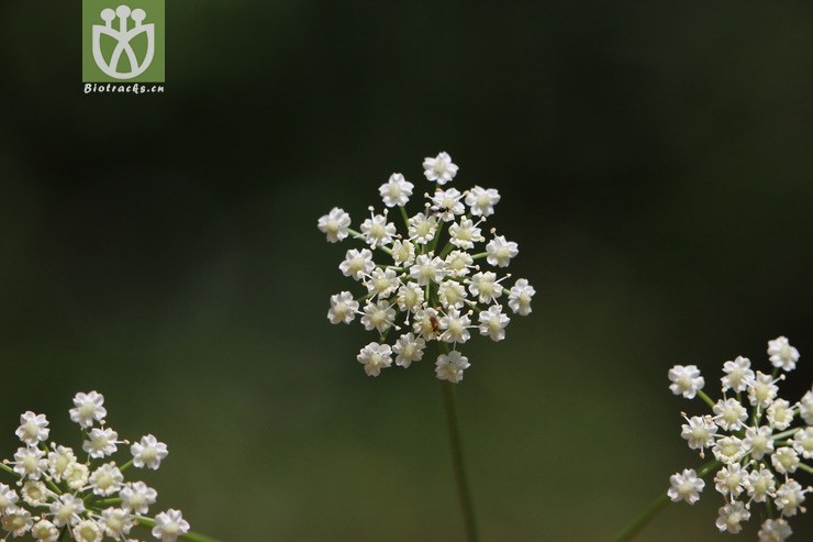 田葛缕子(carum buriaticum) (8).jpg 相邻时间拍摄的照片      张