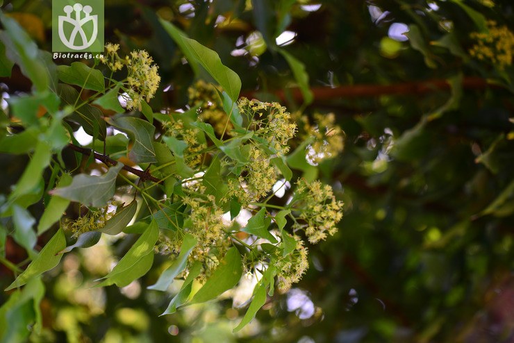 金沙槭(acer paxii) (6).jpg 相邻时间拍摄的照片      张