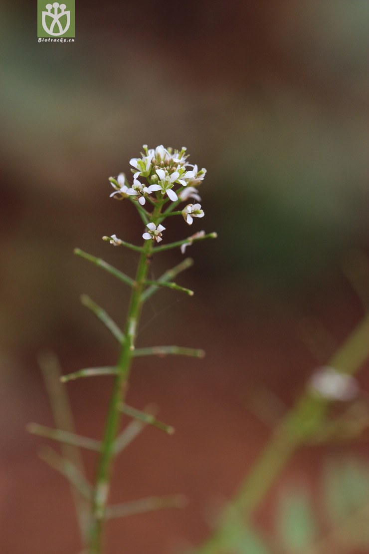 弹裂碎米荠(cardamine impatiens) (0).