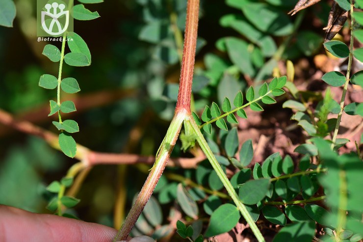地八角(astragalus bhotanensis) (23).