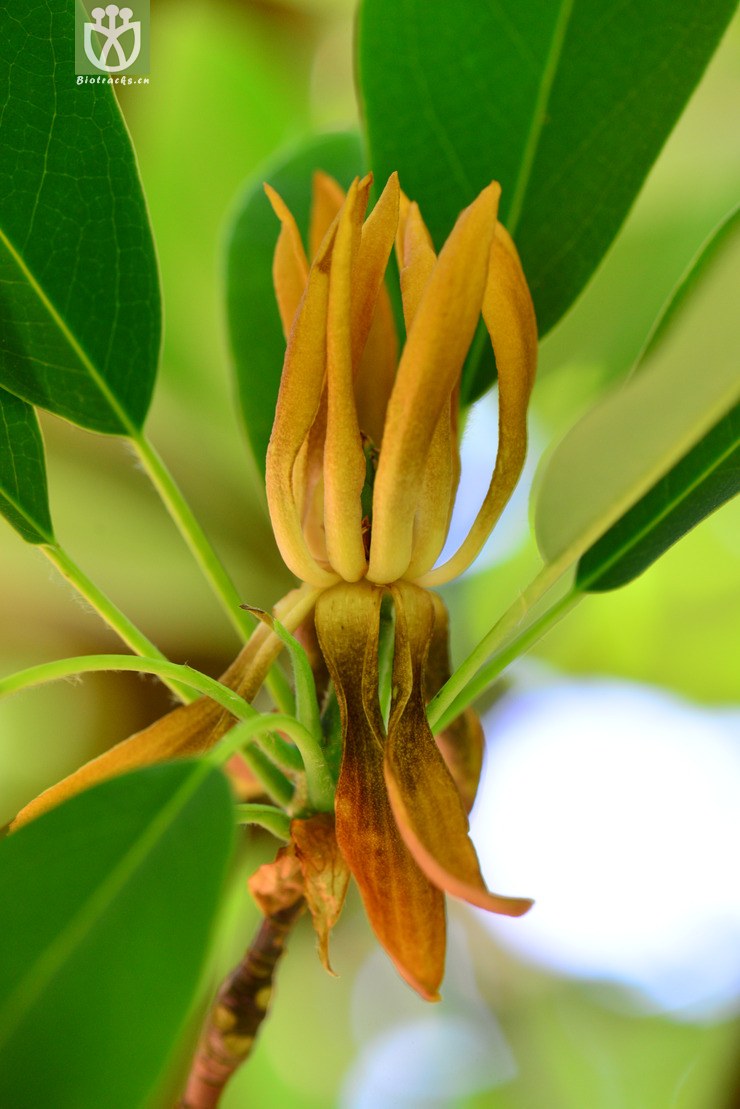 落叶木莲(manglietia decidua) (10).jpg