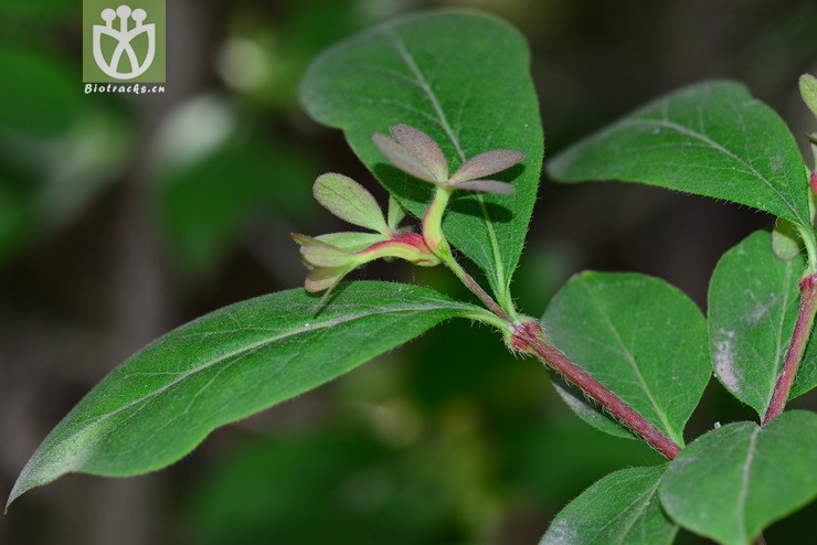 六道木(abelia biflora) (16).jpg 相邻时间拍摄的照片    31张